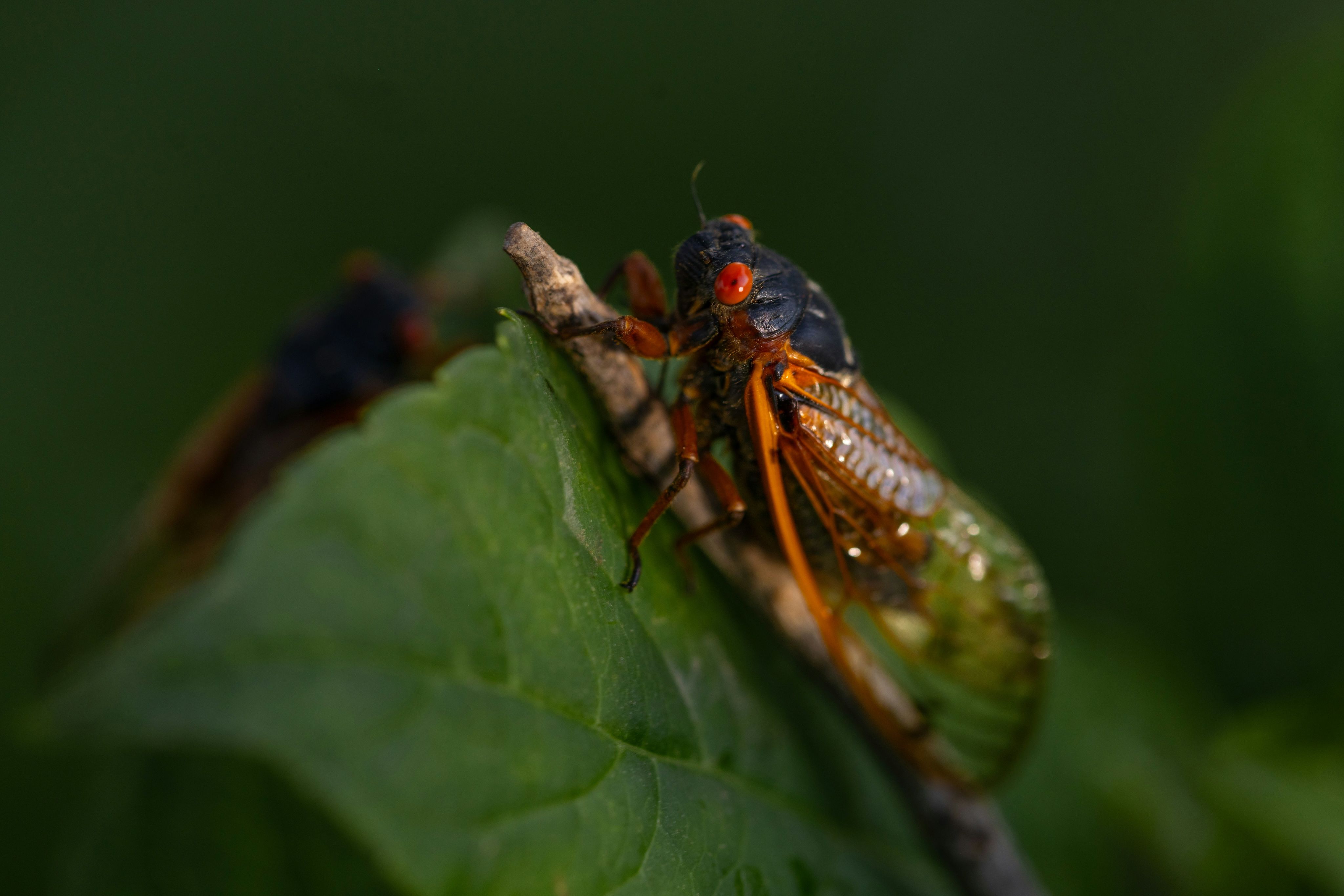A close up of a bug on a leaf