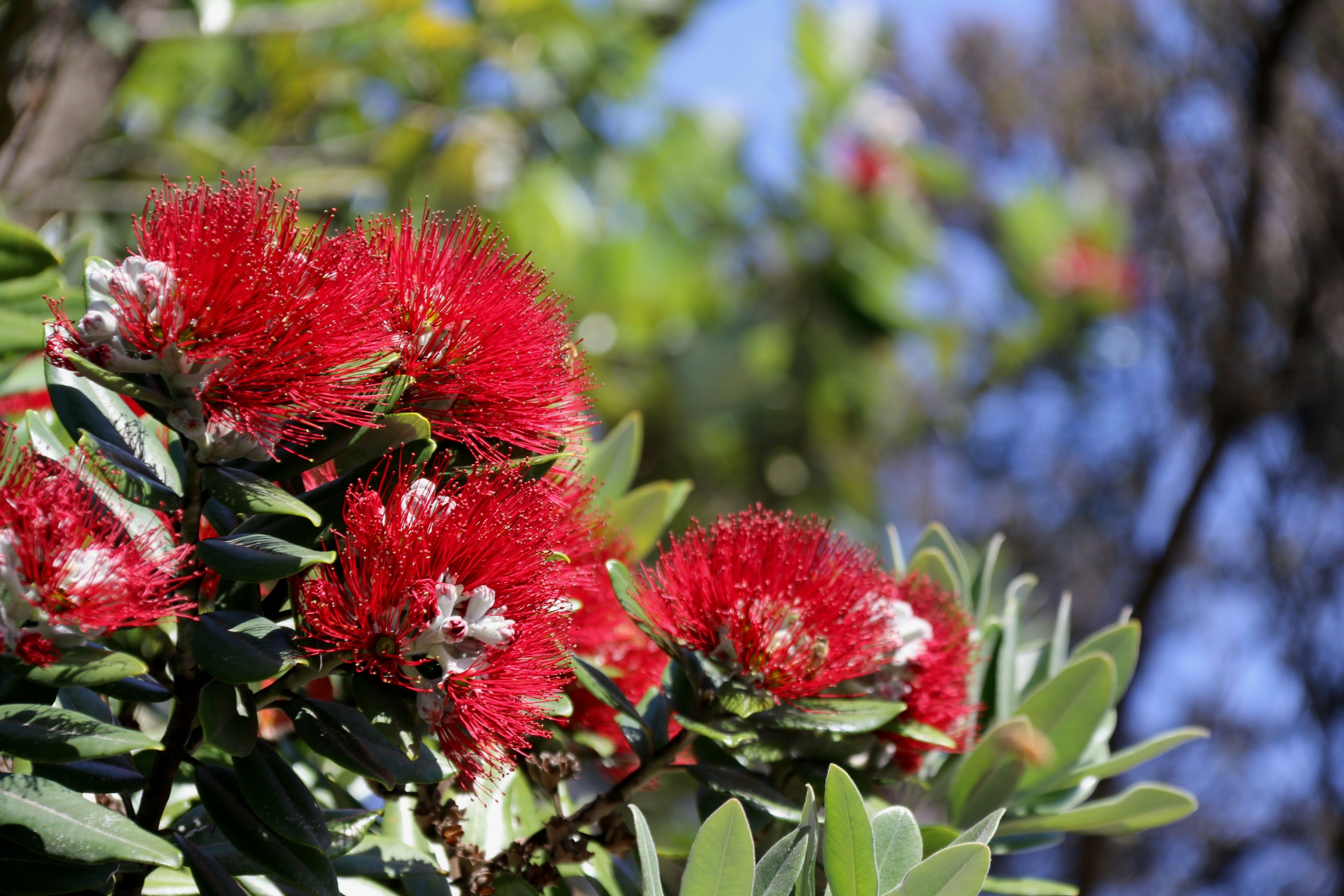 red flower in tilt shift lens