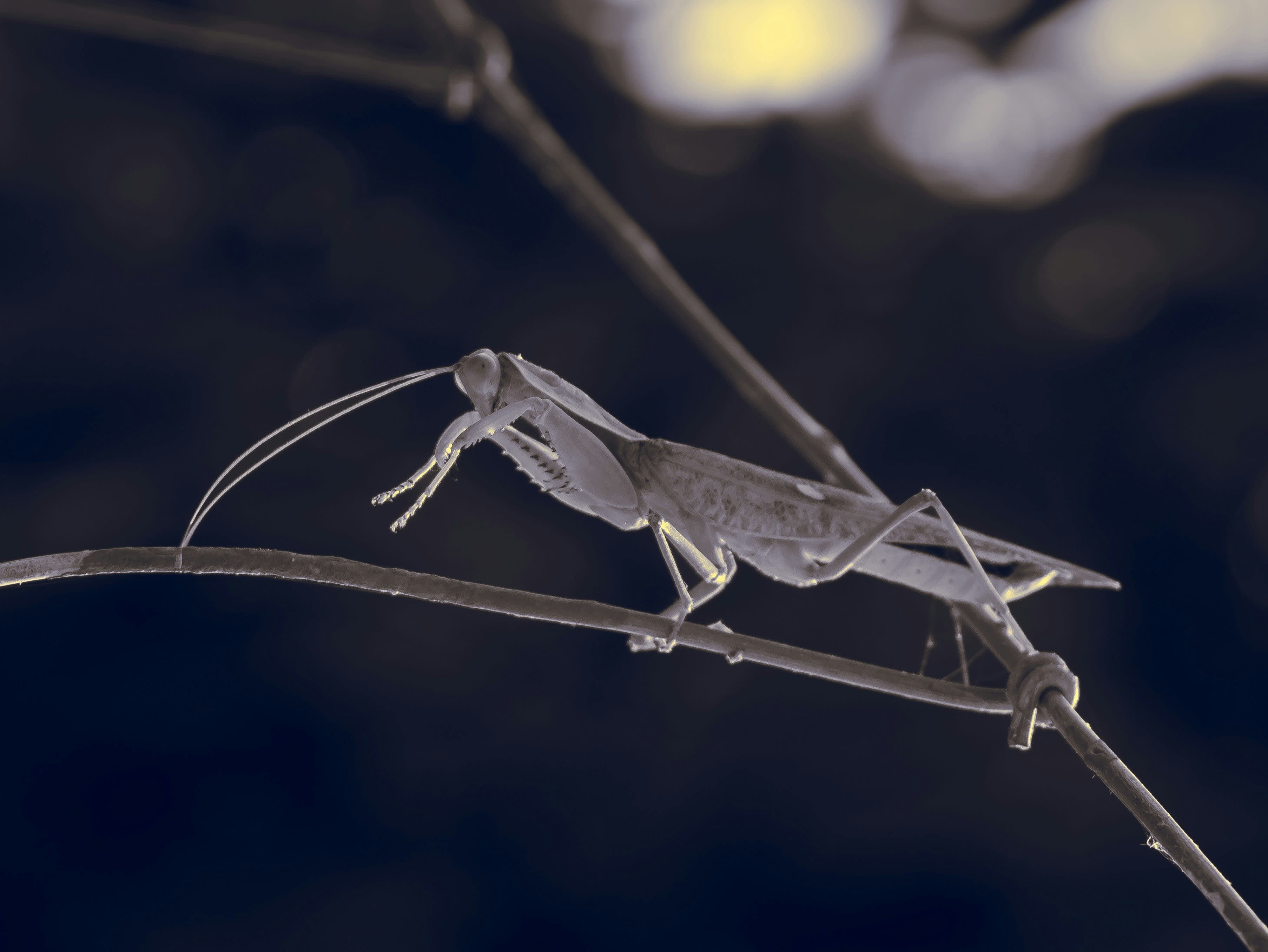 A praying mantis rests on a thin branch.