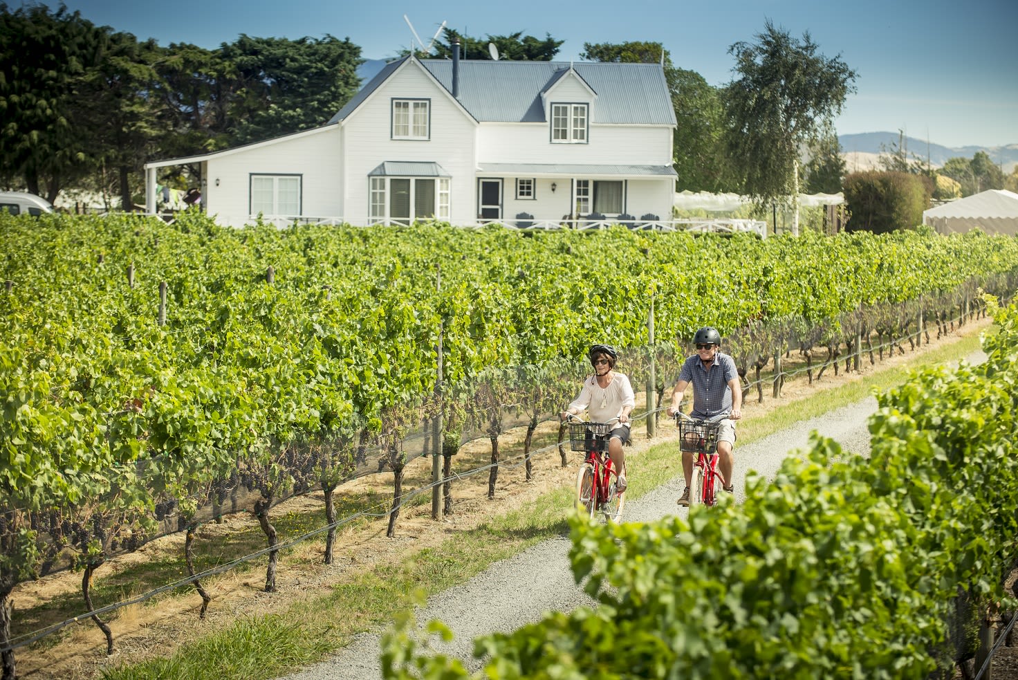 Cycle the Vines Martinborough